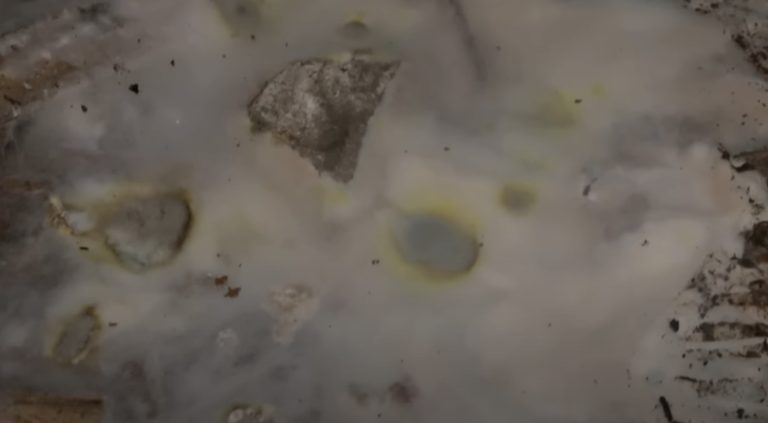 champignon mérule