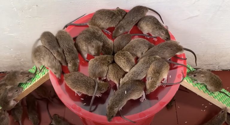 rats tués avec du sel