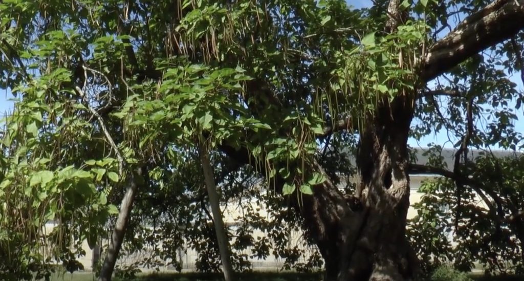 catalpa