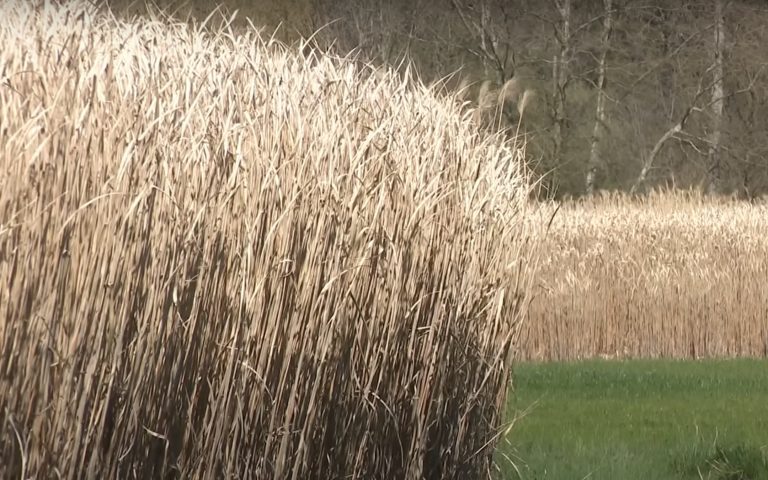Miscanthus