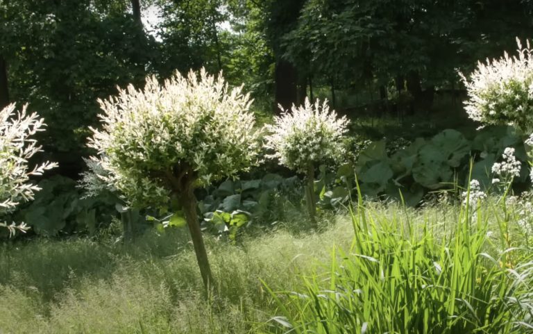 Saule crevette