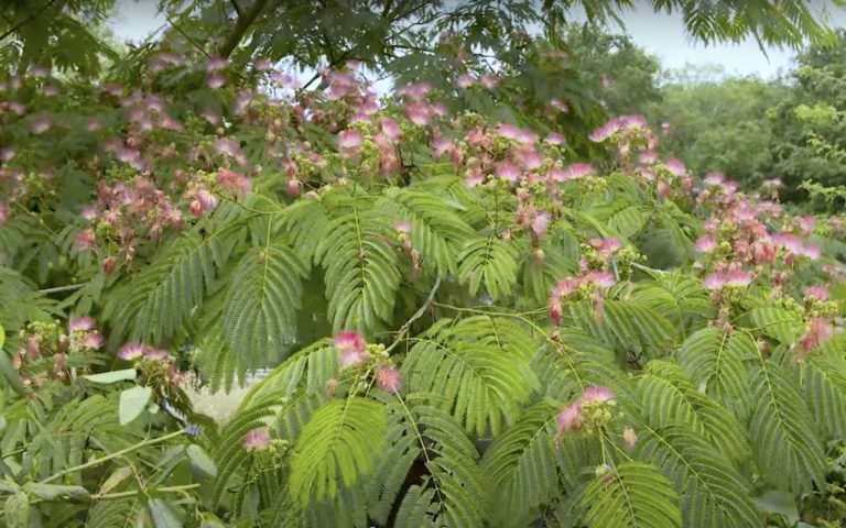 albizia