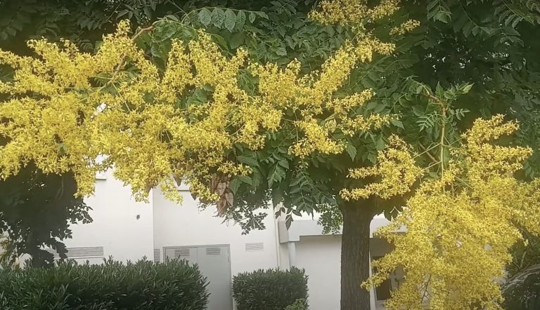 Arbre savonnier