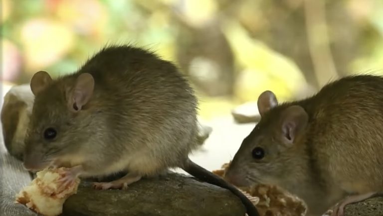 Rats et souris