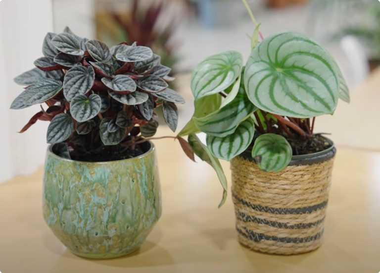 plante artificielle