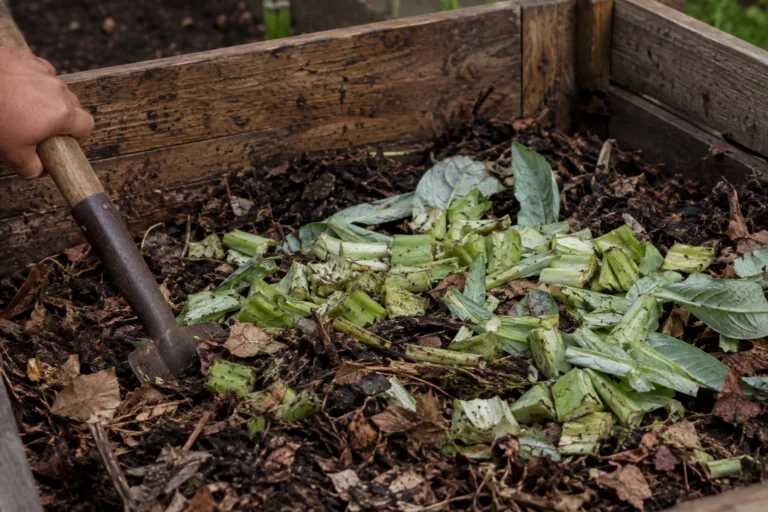 Restes d'artichaut coupés en morceaux mélangés au compost dans un bac en bois